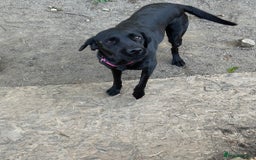 Labrador Retriever dogs for sale: For sale Female Labrador  - Image 8