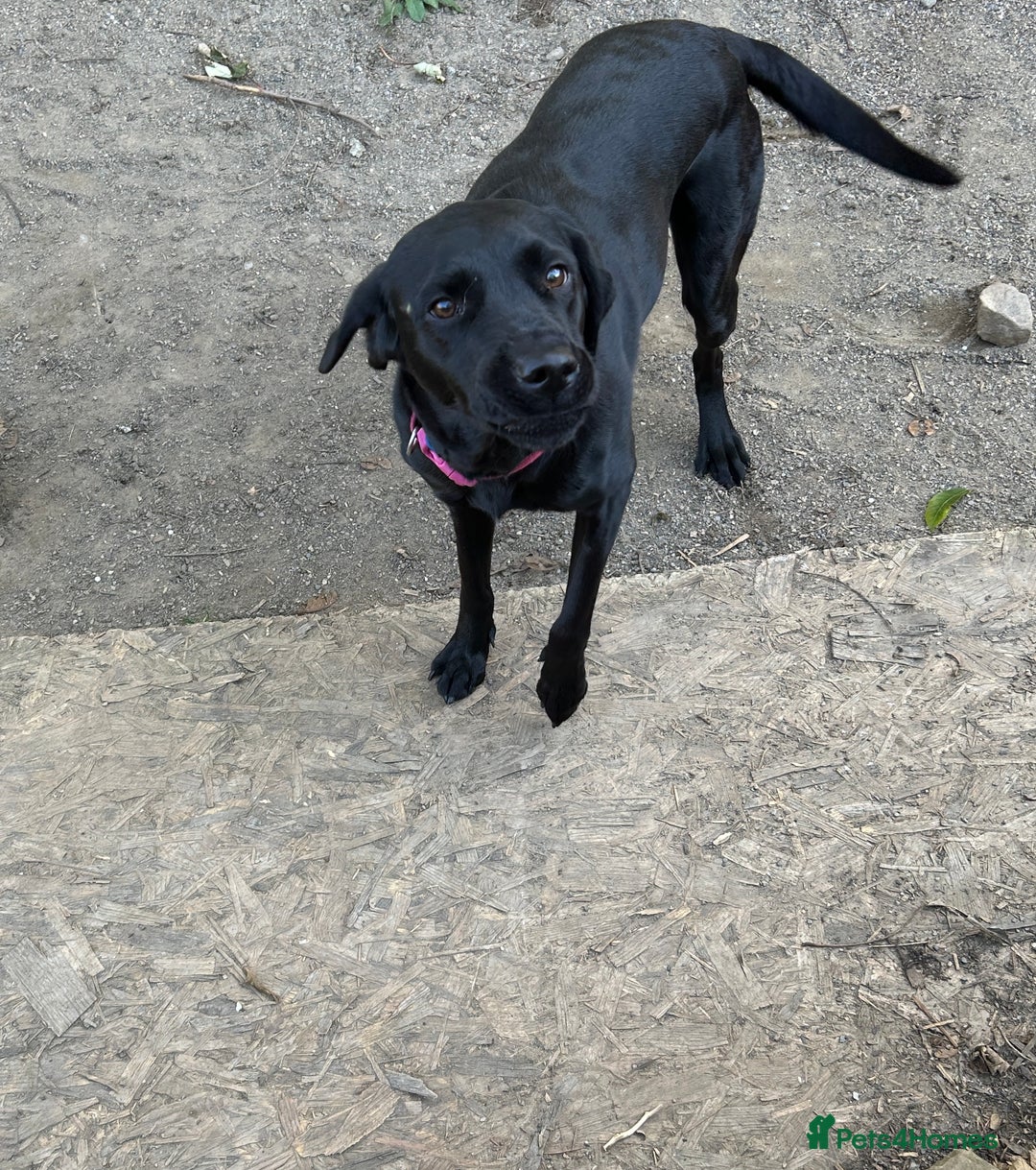 Labrador Retriever dogs for sale: For sale Female Labrador  - Image 8