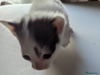 Mixed Breed cats Kittens - Advert 2