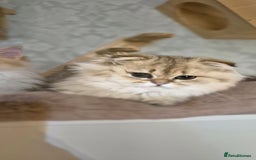 Scottish Fold cats for sale: I girl left! TICA reg. Scottish Fold ready to go - Image 4