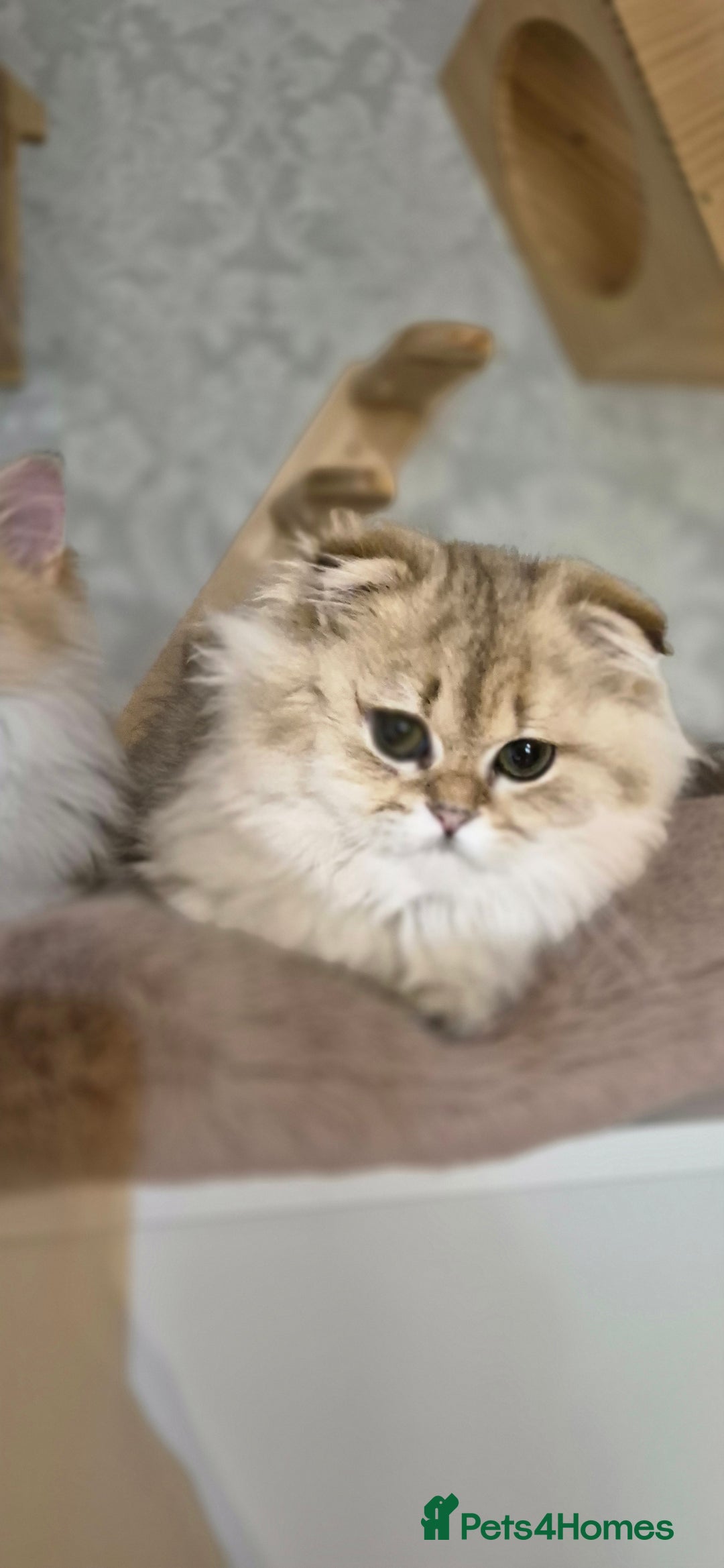 Scottish Fold cats for sale: I girl left! TICA reg. Scottish Fold ready to go - Image 4