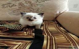 Ragdoll cats for sale: Ragdoll kittens  - Image 1