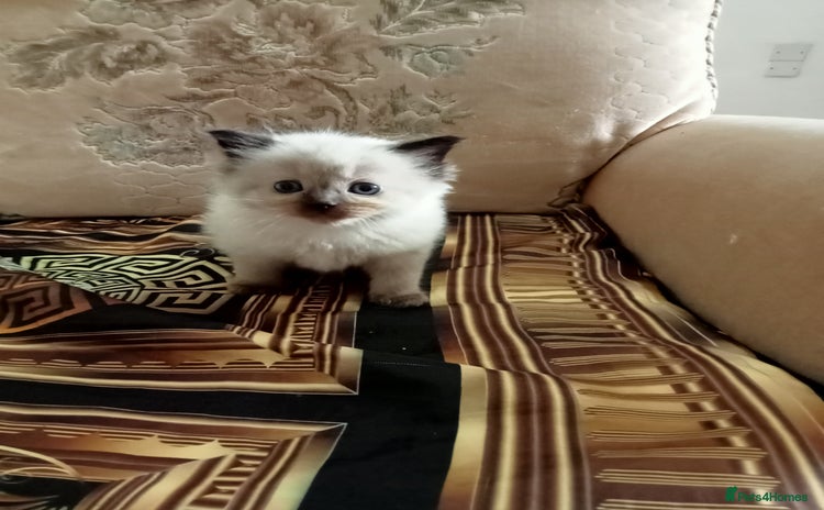 Ragdoll cats - Advert 9
