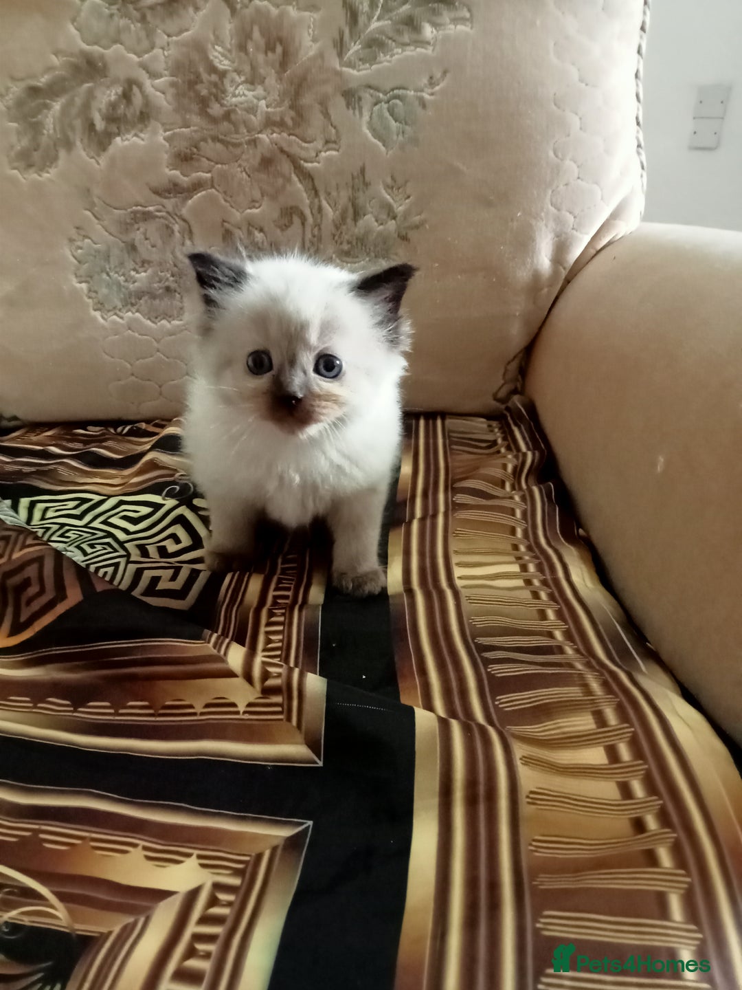 Ragdoll cats for sale: Ragdoll kittens  - Image 1