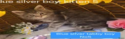 Maine Coon cats for sale: STUNNING MAINE COON KITTENS FOR SALE! - Advert 10