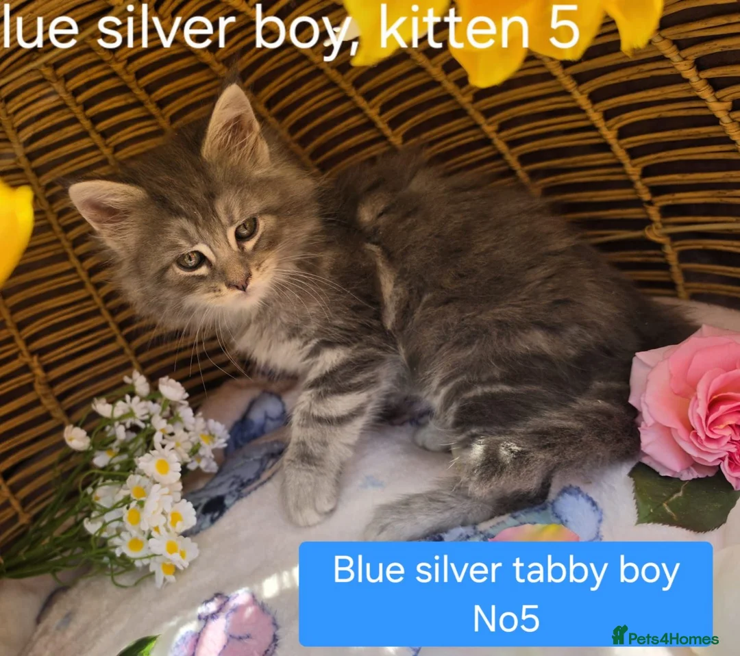 Maine Coon cats for sale: STUNNING MAINE COON KITTENS FOR SALE! - Advert 10
