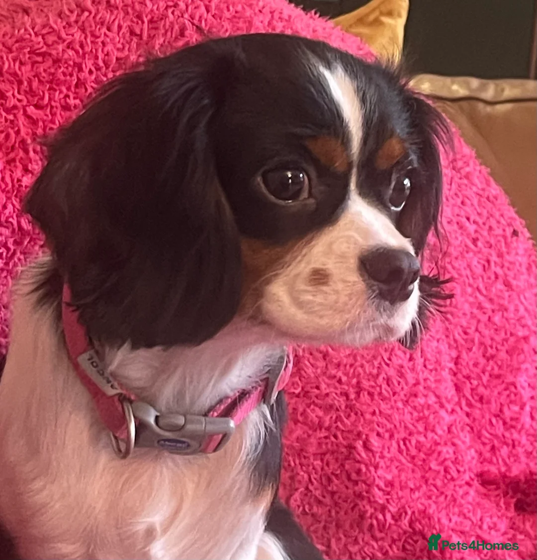 Cavalier King Charles Spaniel dogs for sale: Gorgeous Tri coloured Cavalier King Charles - Advert 6