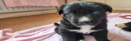 Mixed Breed dogs for sale: Husky Cross Puppies - Advert 20