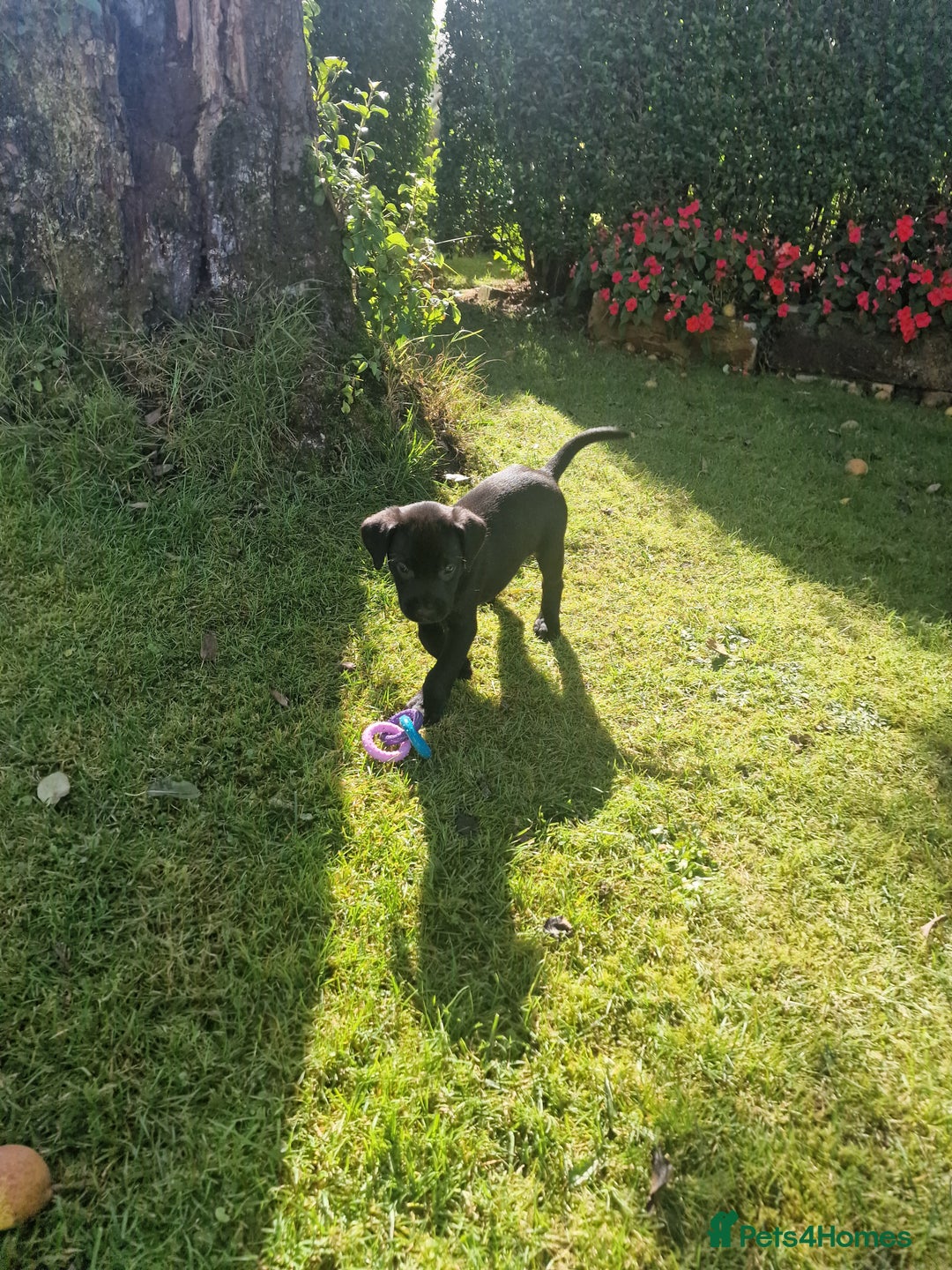 Labrador Retriever dogs for sale: **PEDIGREE, KC REGISTERED AND HIP SCORED** - Image 10
