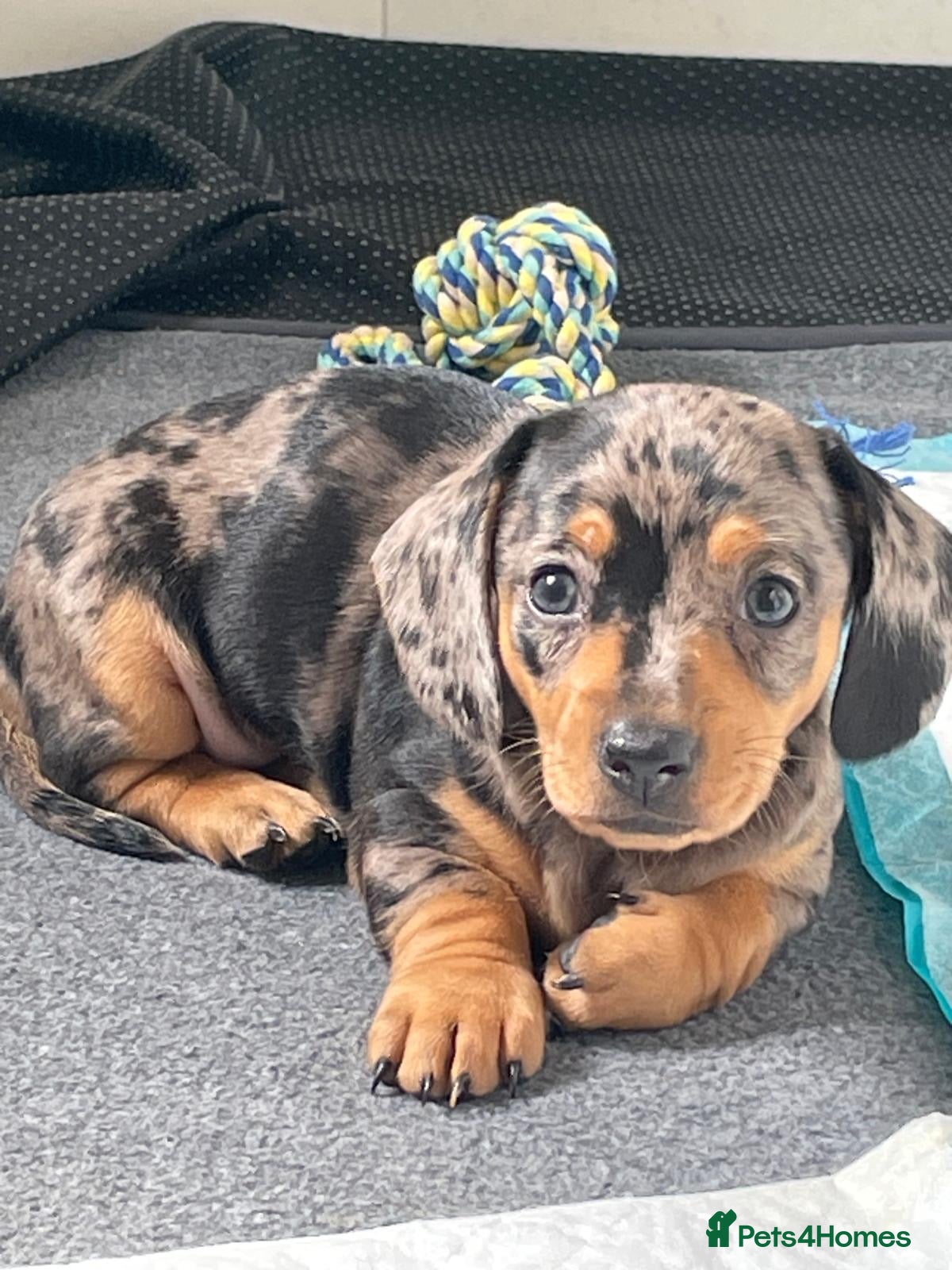 Dachshund dogs 4 Gorgeous Dachshund puppies for sale - Advert 2