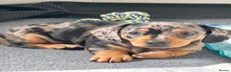 Dachshund dogs for sale: 4 Gorgeous Dachshund puppies for sale in Northwood - Advert 2