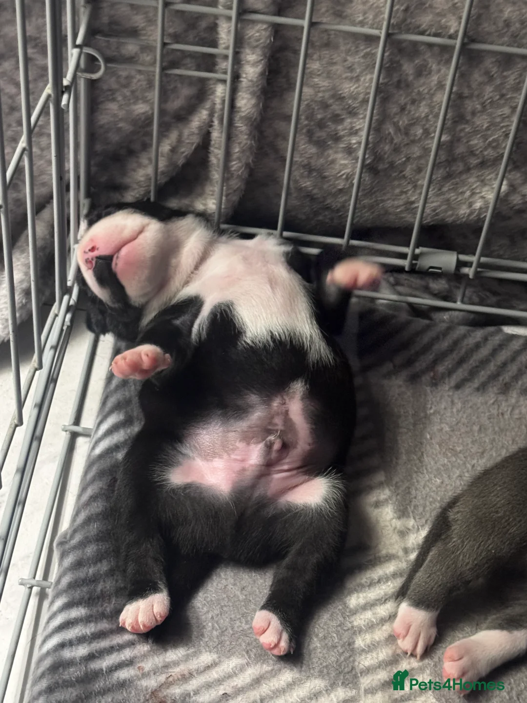 Staffordshire Bull Terrier dogs for sale: Staffordshire bull terrier 3 males  - Advert 11