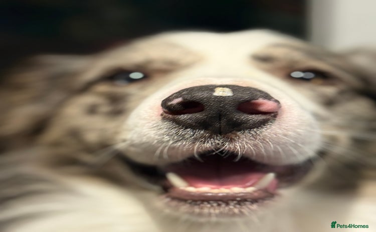 Border Collie dogs - Advert 1