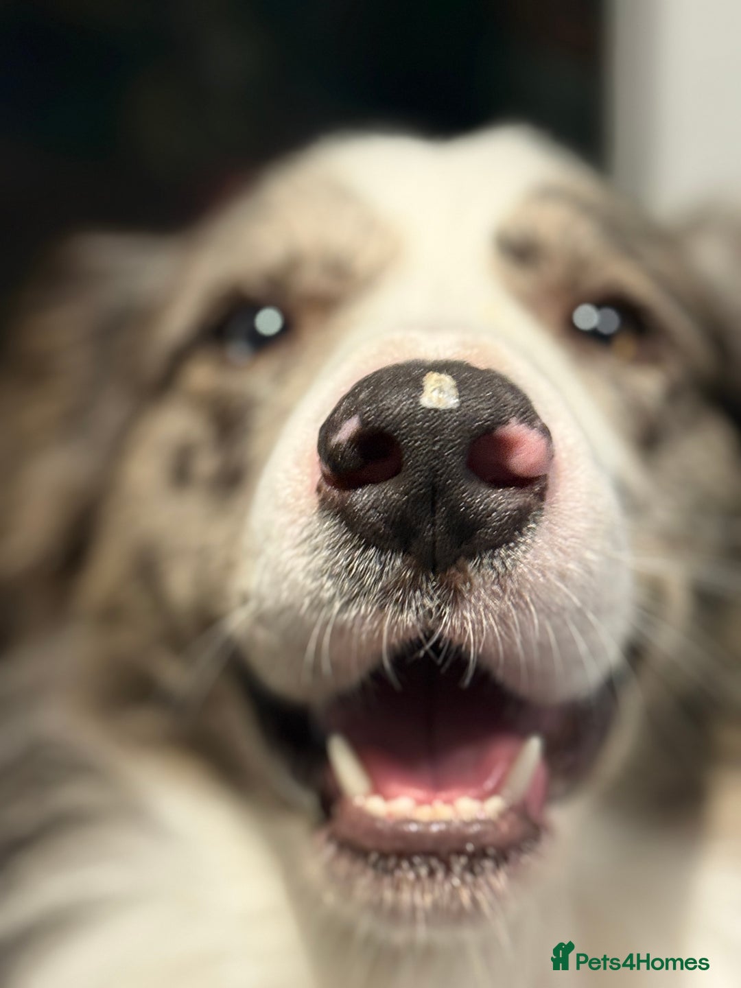 Border Collie dogs for sale: Lucky - The most smartest and CUTEST dog ever!!  - Image 1