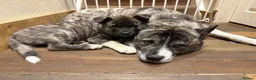 Akita dogs for sale: 14 week old American Akita for sale - Advert 1