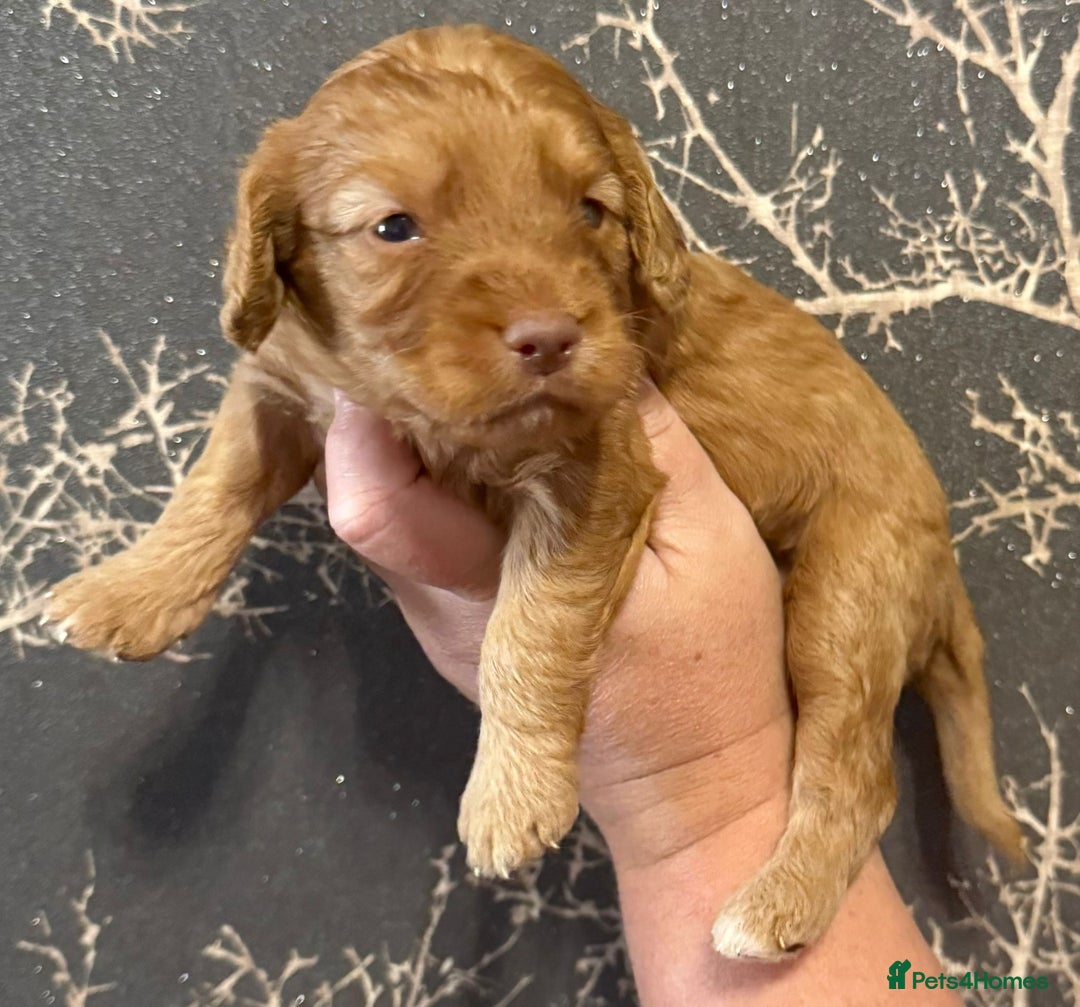 Cockapoo dogs for sale: F1 mini Cockapoos 30 dna health tested clear  - Image 8