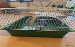 Hamster rodents for sale: Pets at home cage and wheel - Image 4