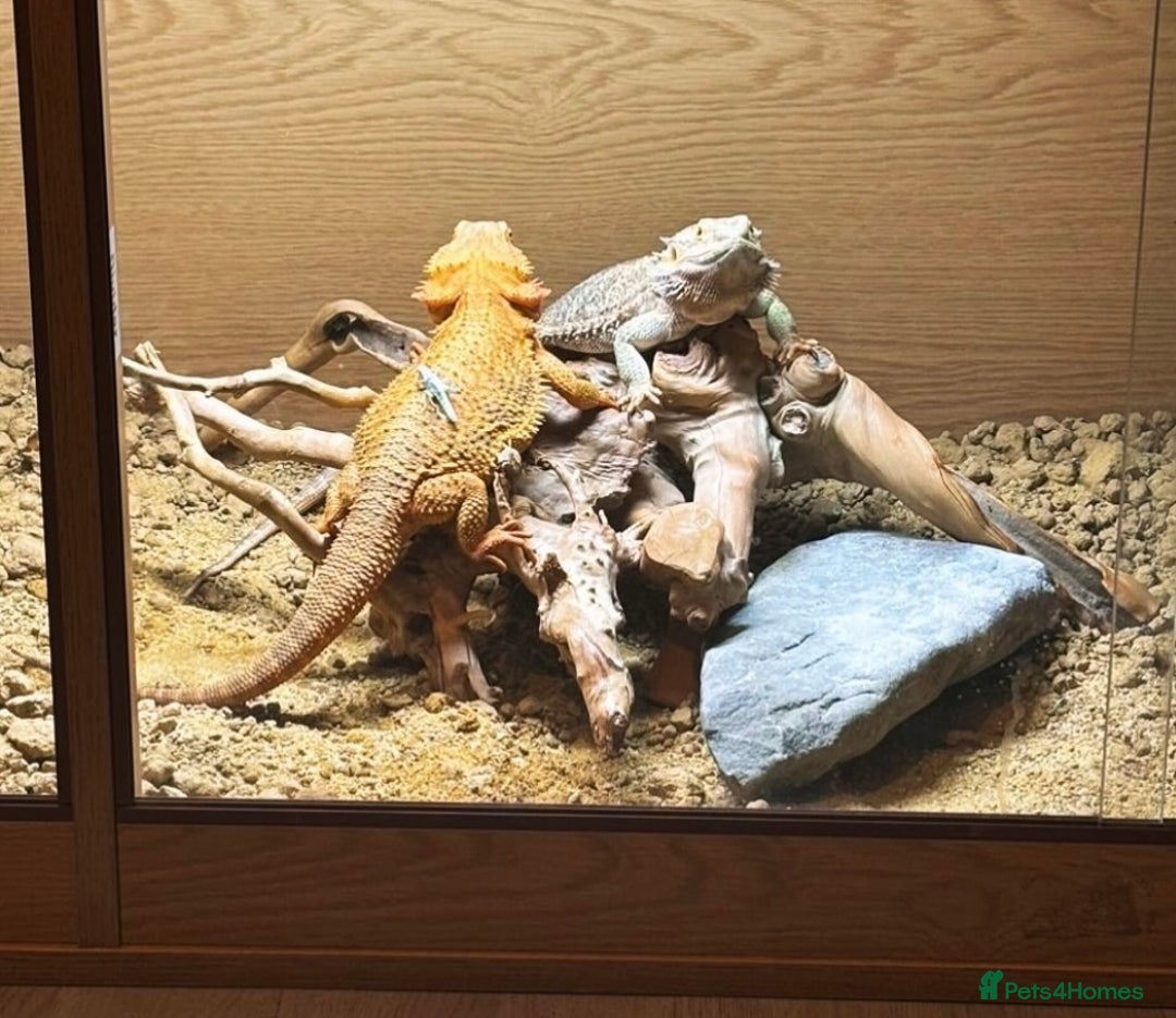 Bearded Dragon reptiles for sale: Female bearded dragon - Advert 2