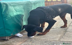 Dobermann dogs for sale: Doberman needing forever loving home - Image 3