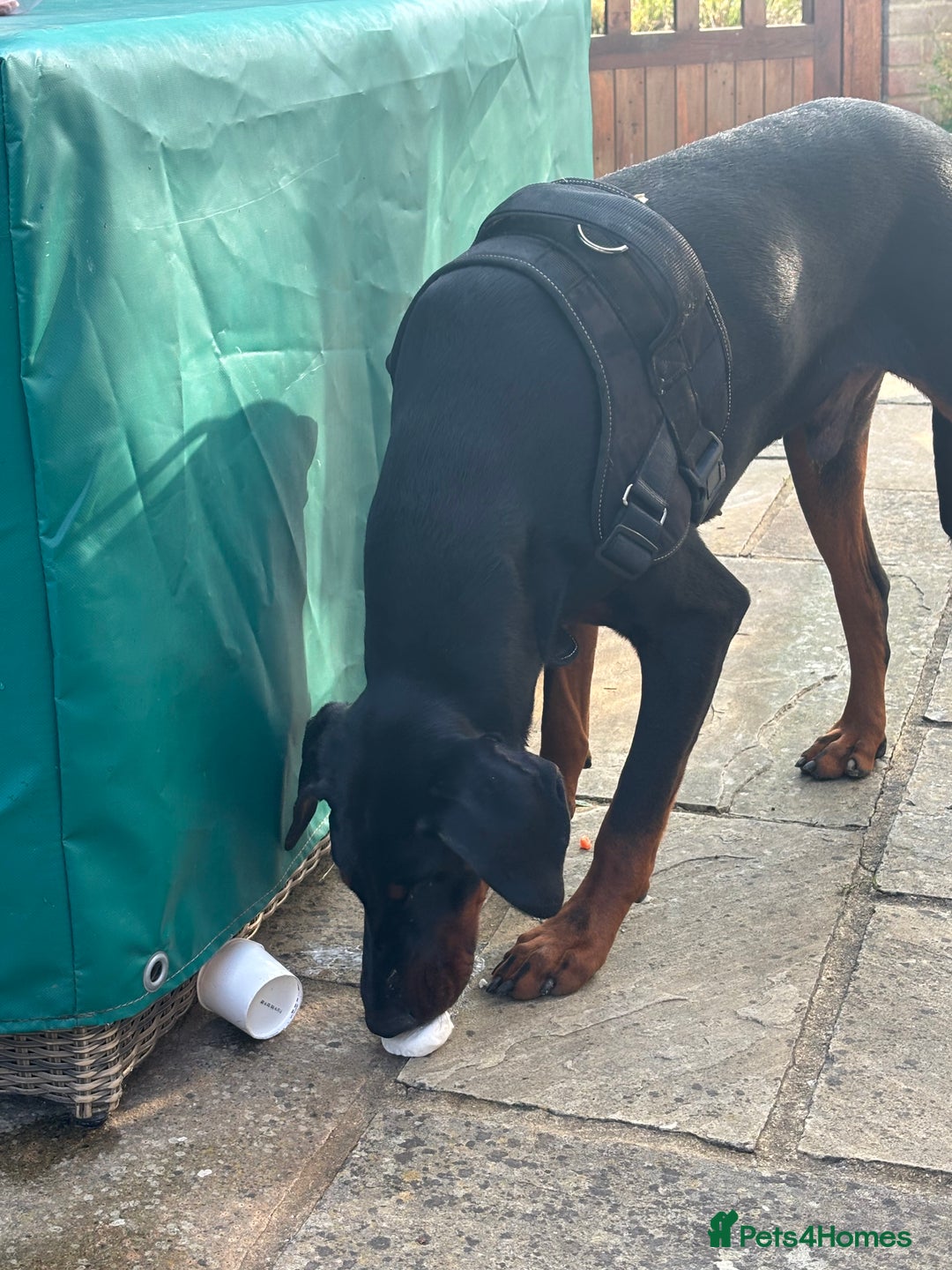 Dobermann dogs for sale: Doberman needing forever loving home - Image 3