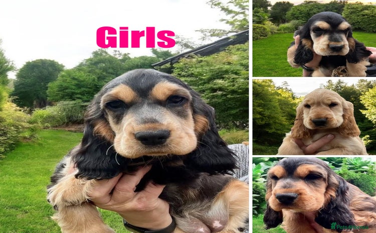 Cocker Spaniel dogs in Gainsborough - Advert 15
