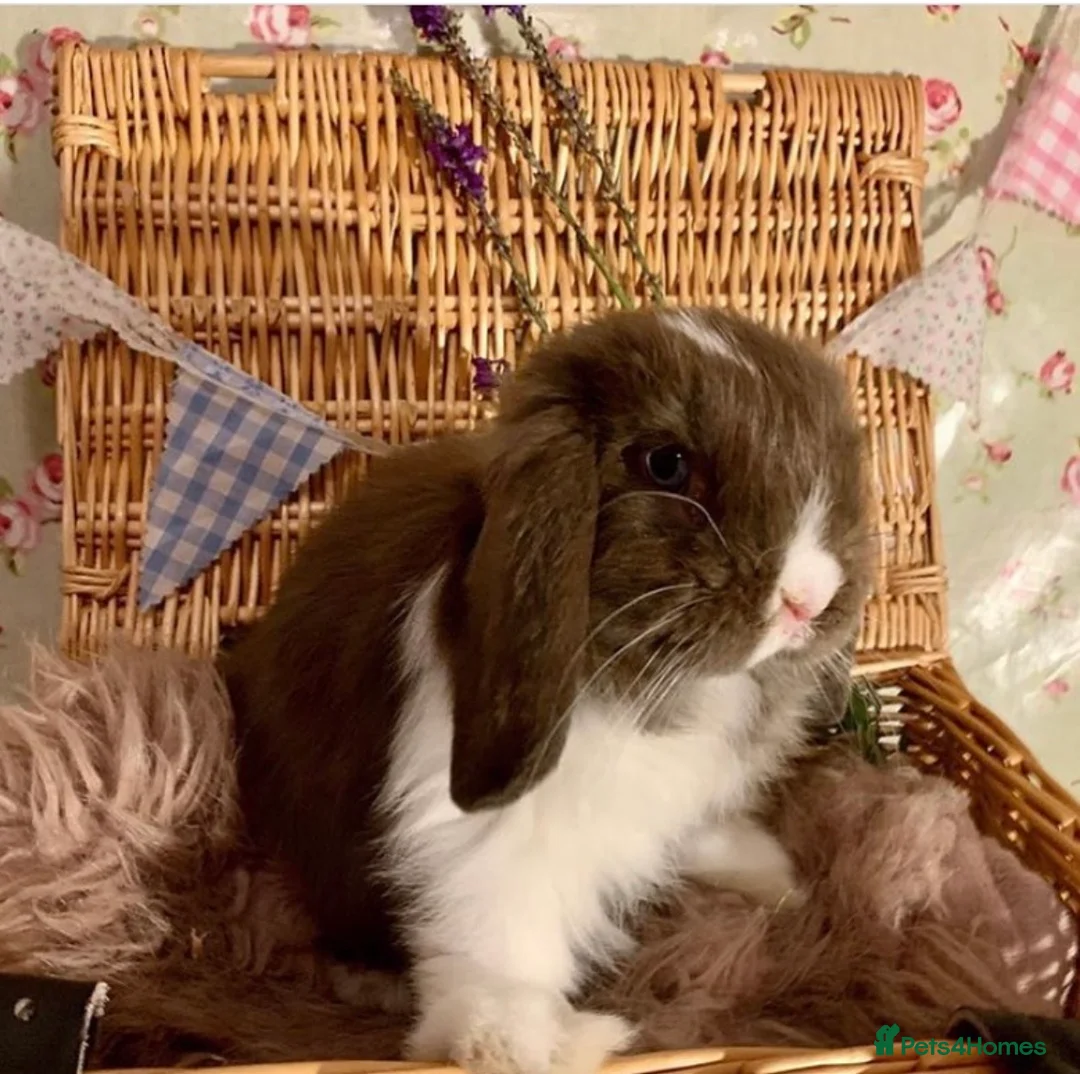 Mini Lop rabbits for sale: Reserve the next little available  in Bourne - Advert 1
