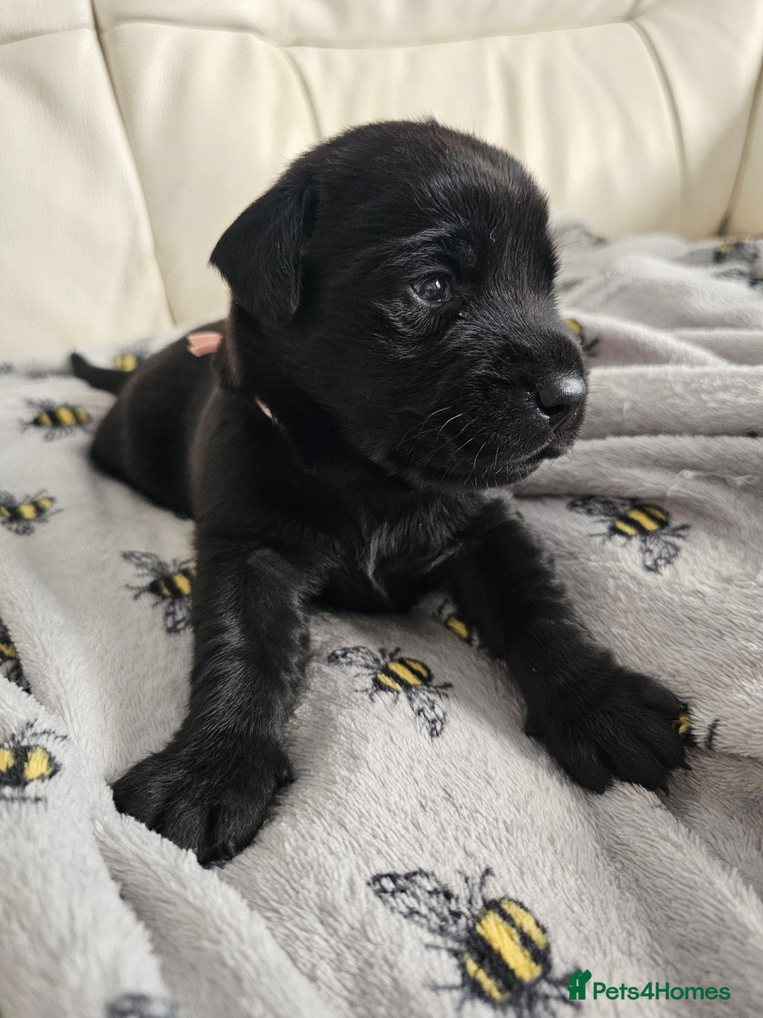 Labrador Retriever dogs for sale: Exceptional Labrador Retriever Puppies - Advert 5