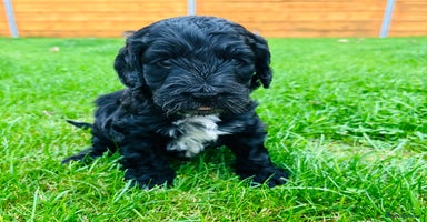 Cockapoo dogs - Advert 10