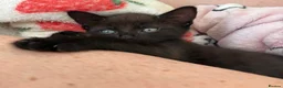 Mixed Breed cats for sale: Beautiful Kitten  - Advert 7