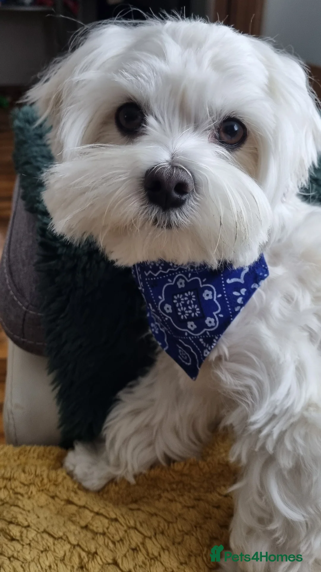 Maltese dogs for stud: KC Maltese proven for STUD £200 - Advert 3