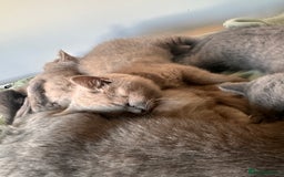 British Shorthair cats for sale: 2 lilac British shorthair boys 🐻💙🐻 - Image 4