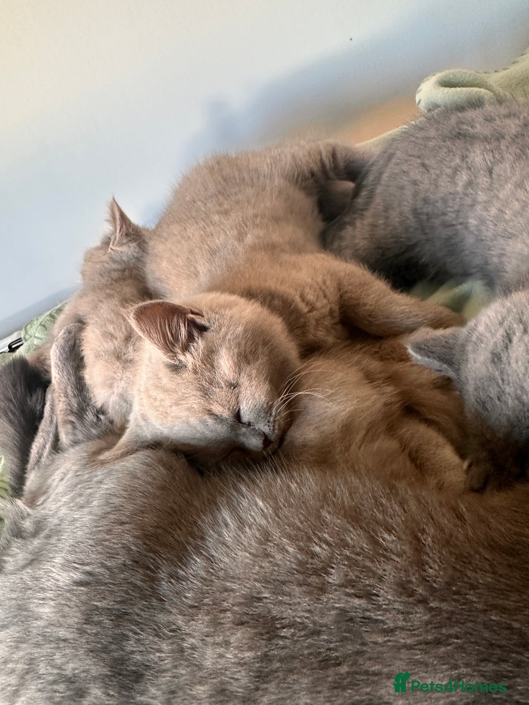 British Shorthair cats for sale: 2 lilac British shorthair boys 🐻💙🐻 - Image 4