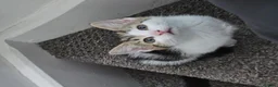 Mixed Breed cats for sale: Beautiful kitties  - Advert 5