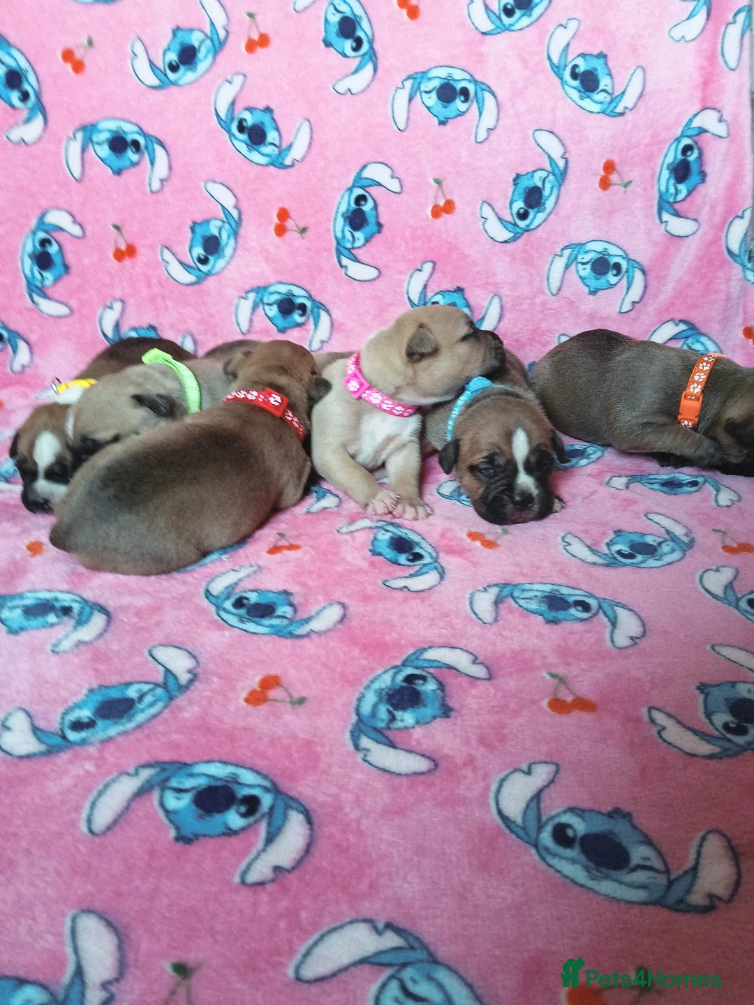 Staffordshire Bull Terrier dogs for sale: staff puppies - Advert 2
