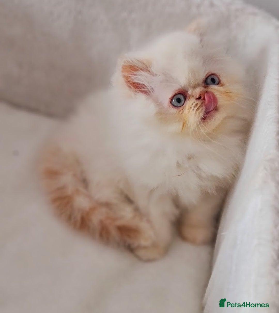 Persian cats for sale: Persian Kittens - Advert 15