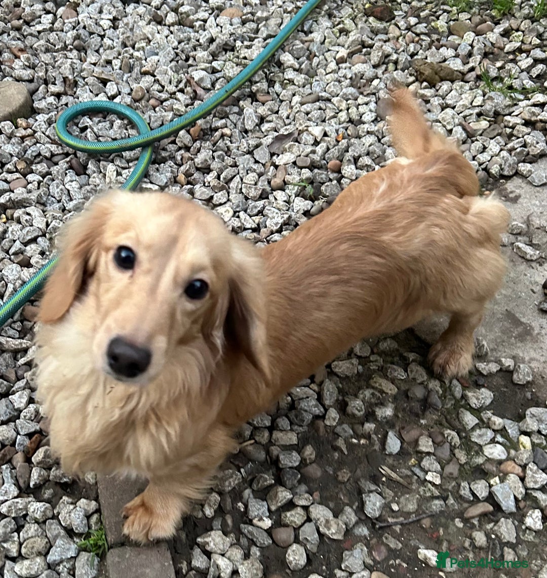 Dachshund dogs for stud: Kc Cream boy for study - Advert 3