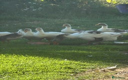 Geese poultry for sale: Baby Geese (8 available) - Image 7