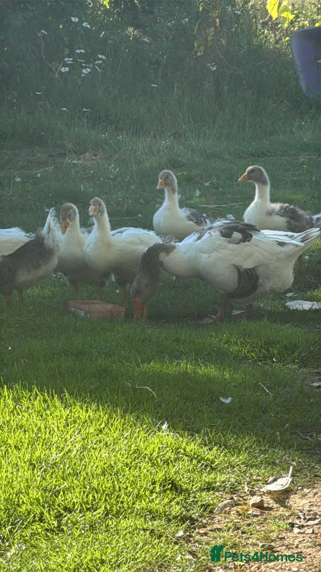 Geese poultry for sale: Baby Geese (8 available) - Image 7