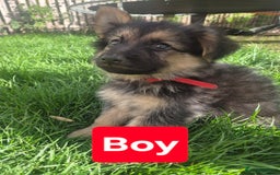 German Shepherd dogs for sale: German Shepherd puppies  - Image 1