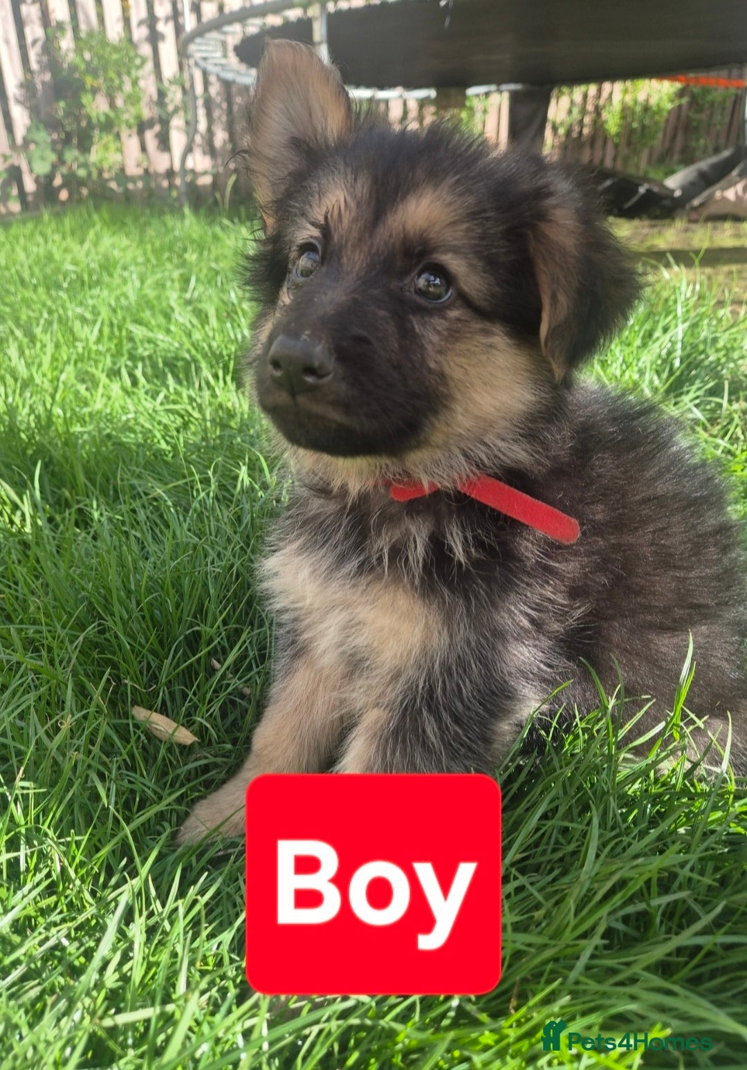 German Shepherd dogs for sale: German Shepherd puppies  - Image 1