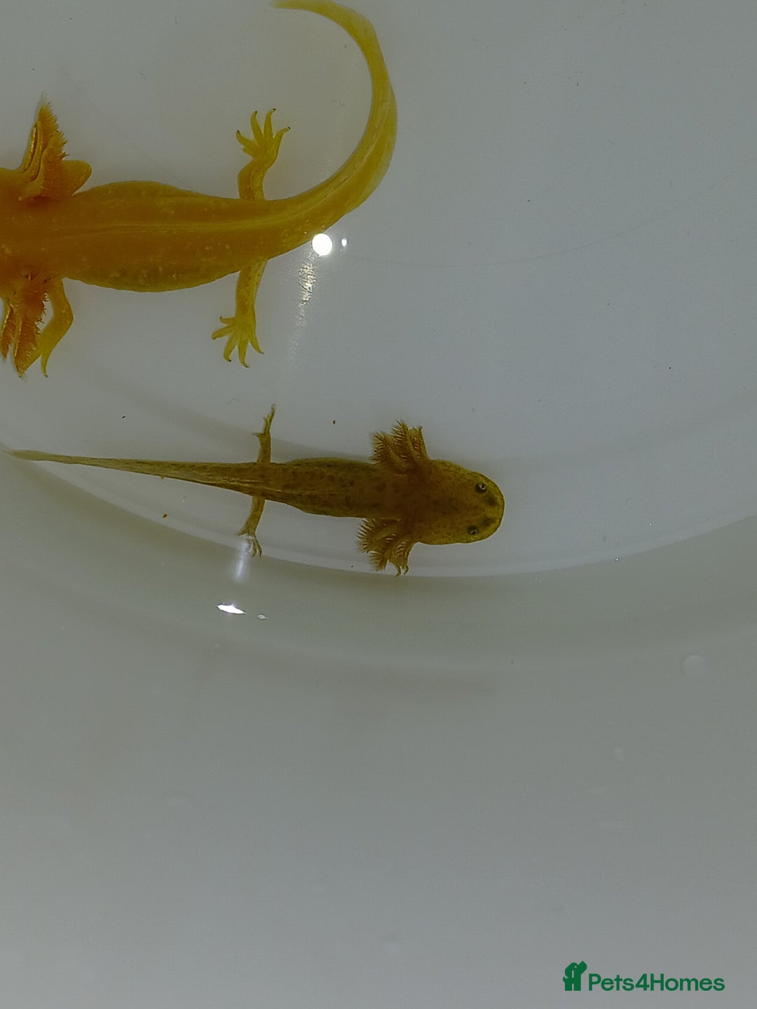 Other/Mixed Breed fish for sale: Axolotls babies gold and copper  - Advert 2