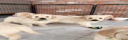 Golden Retriever dogs for sale: Kc registered Fully health tested parents  - Advert 4