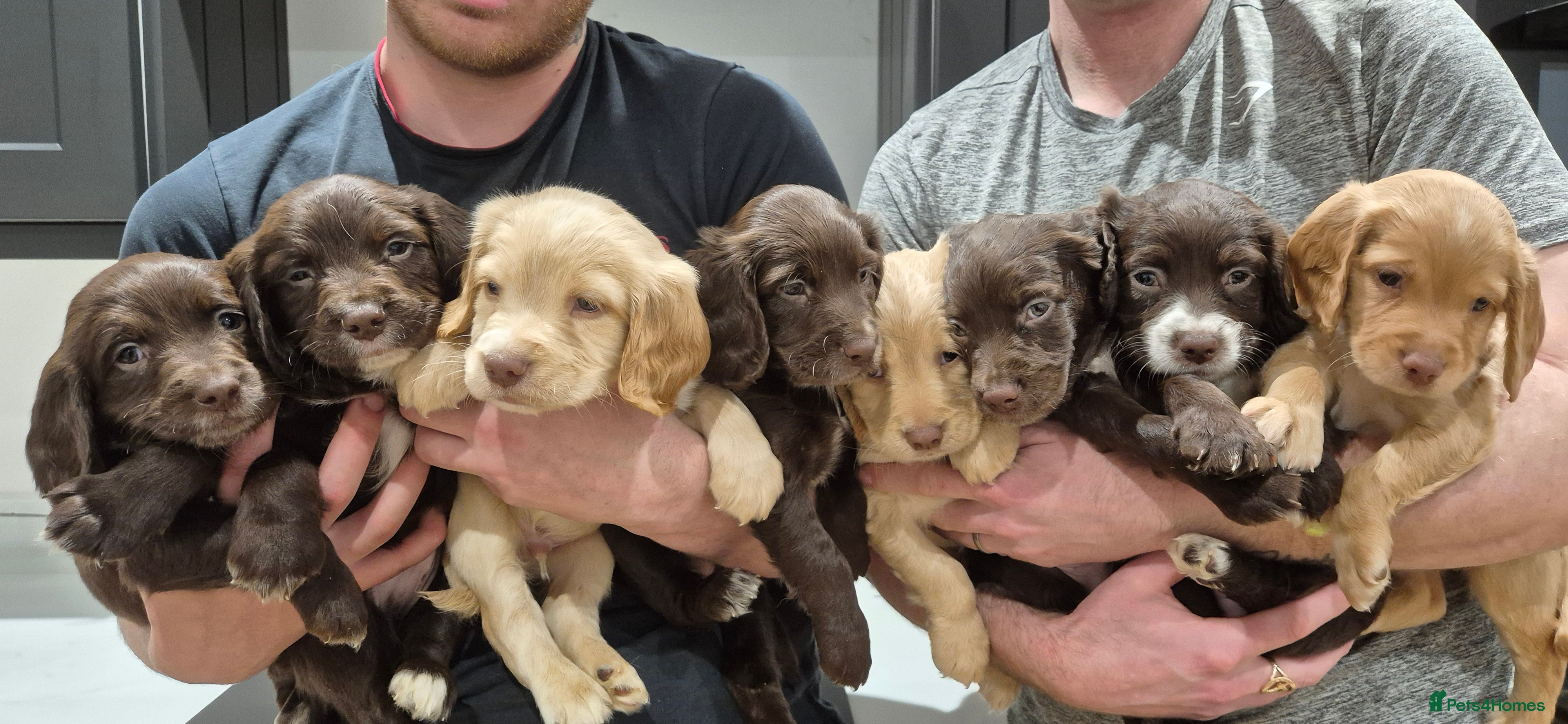 Sprocker dogs Sprocker Puppies F1 - Advert 7