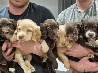 Sprocker dogs Sprocker Puppies F1 - Advert 7