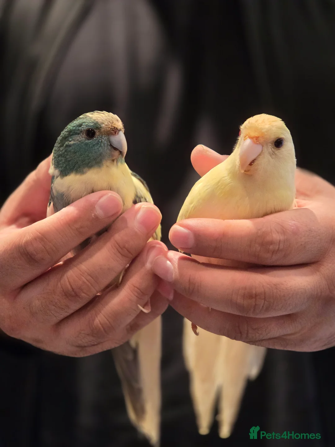 Parakeets birds for sale: Proven Breeding Pair Kakarikis with Cage - Advert 1