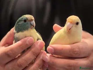 Parakeets birds Proven Breeding Pair Kakarikis with Cage - Advert 2