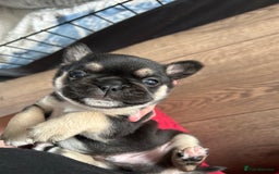 Frug dogs for sale: Gorgeous chunky pups - Image 5