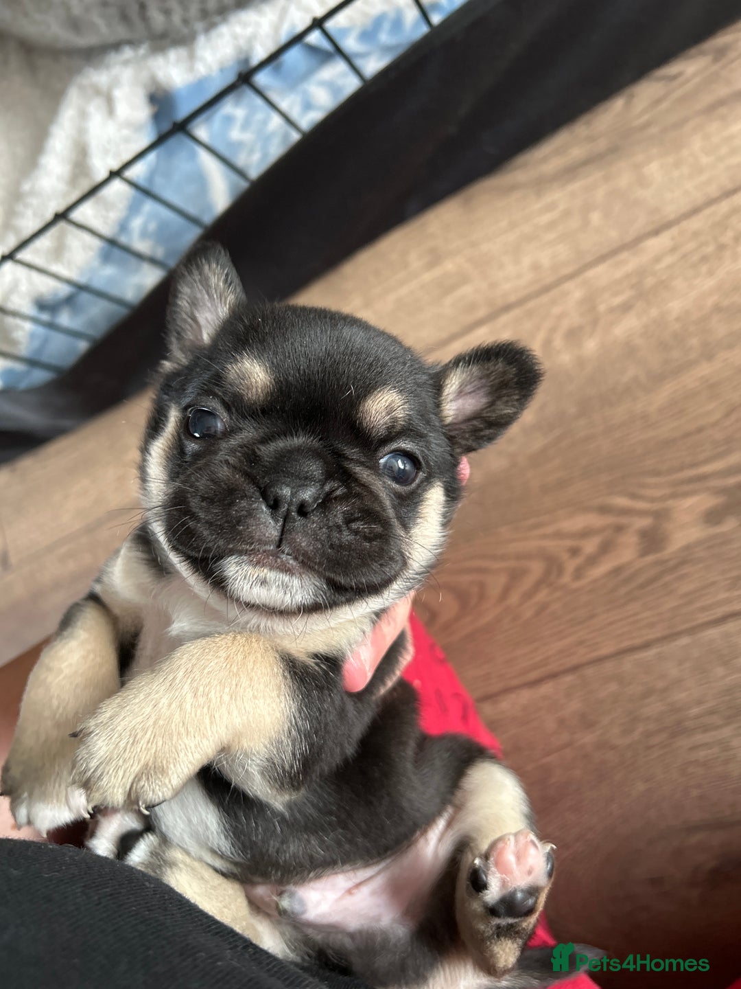 Frug dogs for sale: Gorgeous chunky pups - Image 5