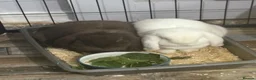 Mini Lop rabbits for sale: 2 Mini Lop Sisters  in Glasgow - Advert 1