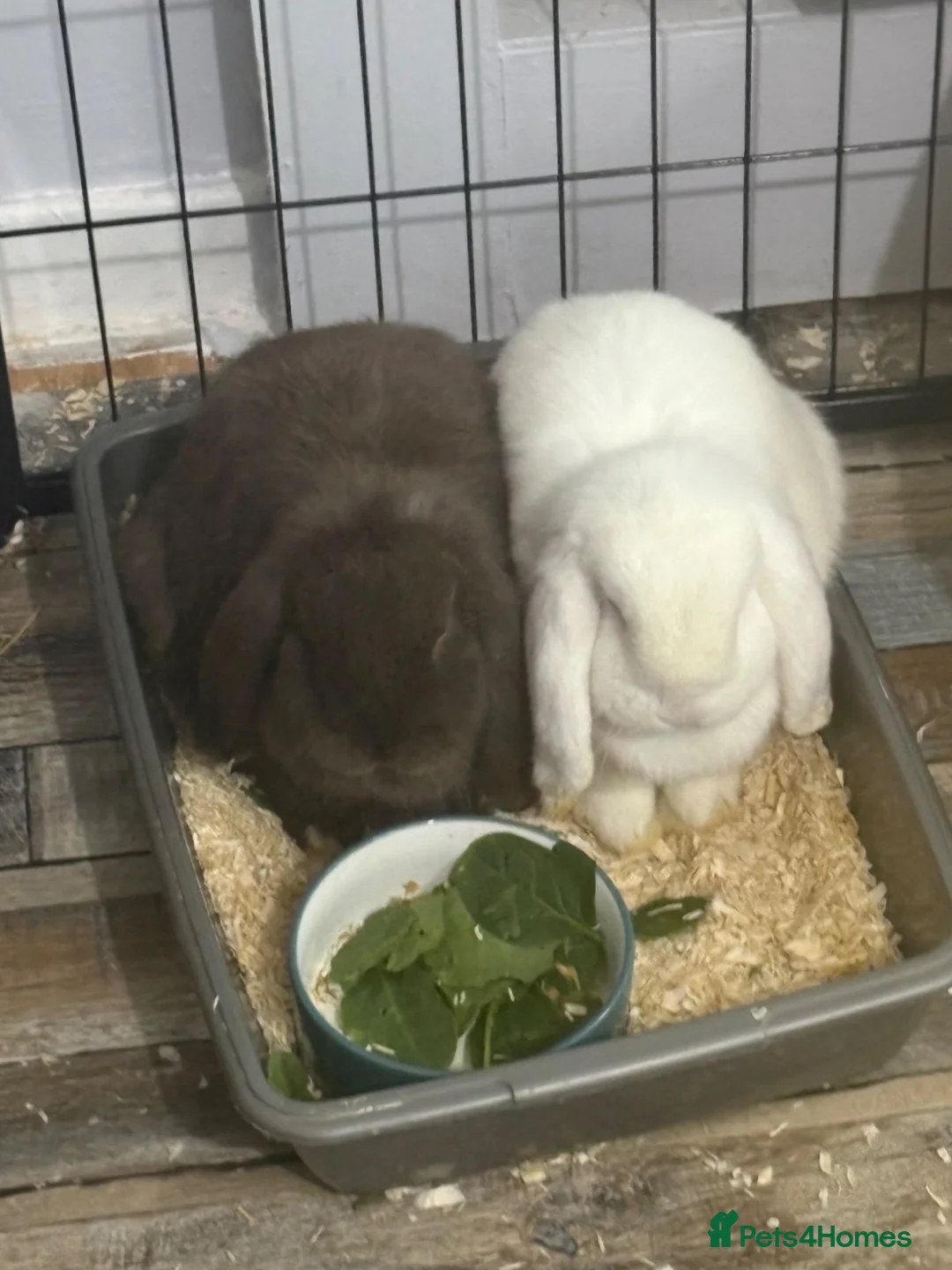 Mini Lop rabbits for sale: 2 Mini Lop Sisters  in Glasgow - Advert 1